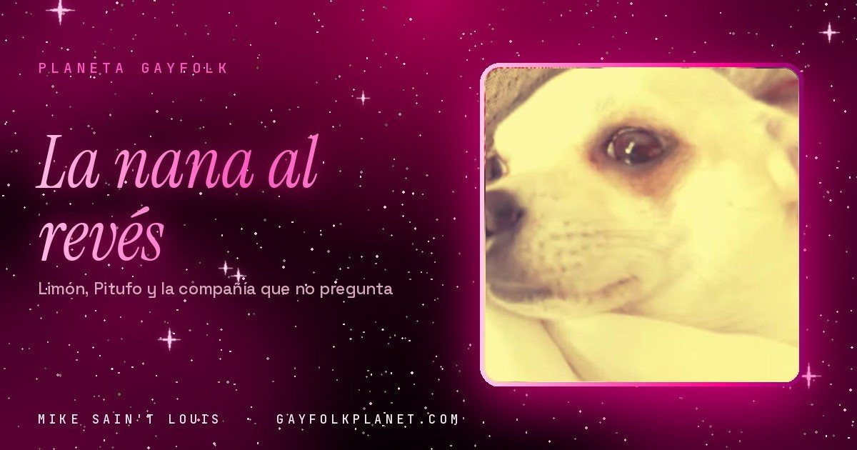 Fotograma del videoclip de «Limón», de Mike Sain't Louis: un chihuahua de color crema mira a cámara entre sábanas blancas, en la portada de «La nana al revés»