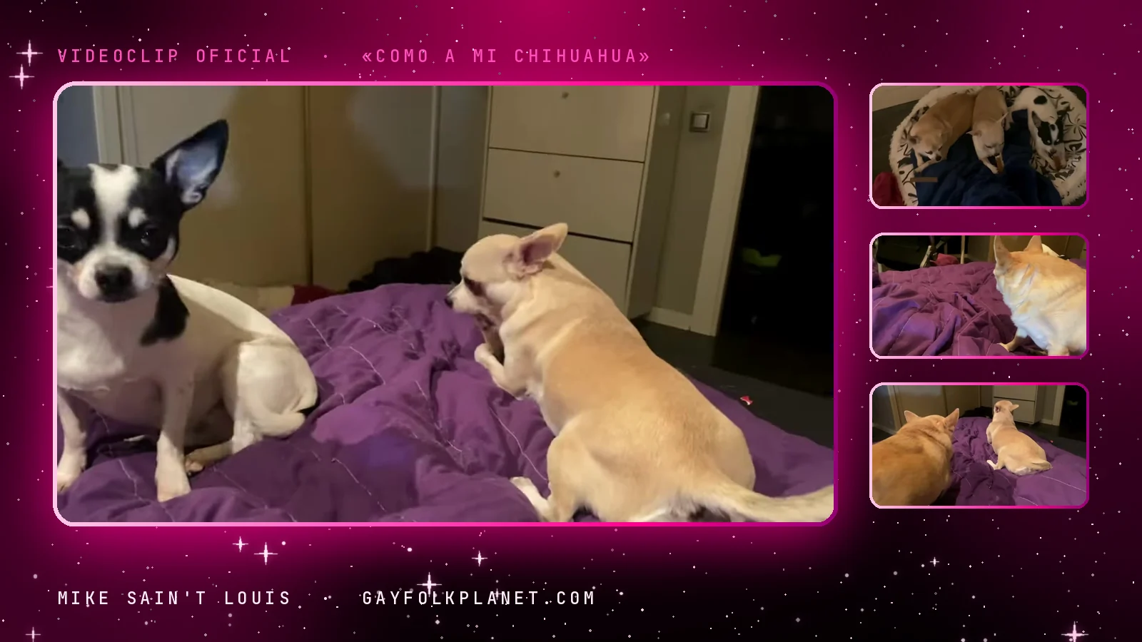 Fotograma del videoclip de «Como a mi chihuahua»: un chihuahua blanco y negro sentado sobre una colcha morada junto a otro de pelo claro que se estira, con tres miniaturas de dos chihuahuas dormidos en una cama de perro y de un perro rubio de espaldas